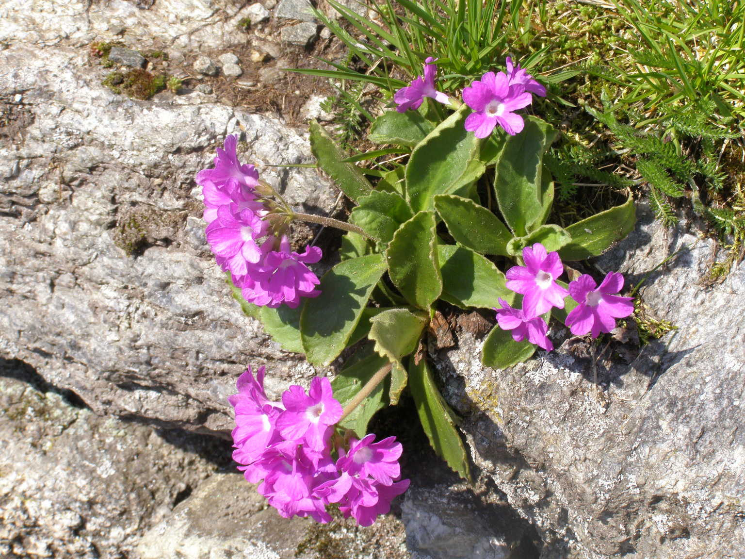 Primula hirsuta, latifolia e pedemontana a confronto